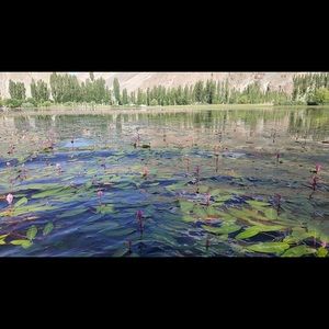 Meet your Posher, Asifa